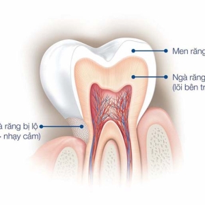 men-rang-la-gi-cau-tao-chuc-nang-va-cac-van-de-thuong-gap