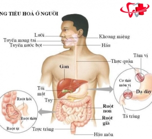 Bệnh Lý Tiêu Hoá