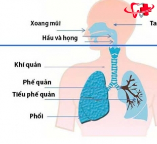 Bệnh Lý Hô Hấp
